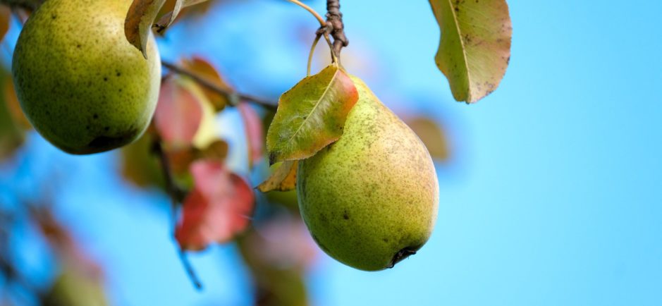 Fruits peu acidifiants contre l'incontinence urinaire